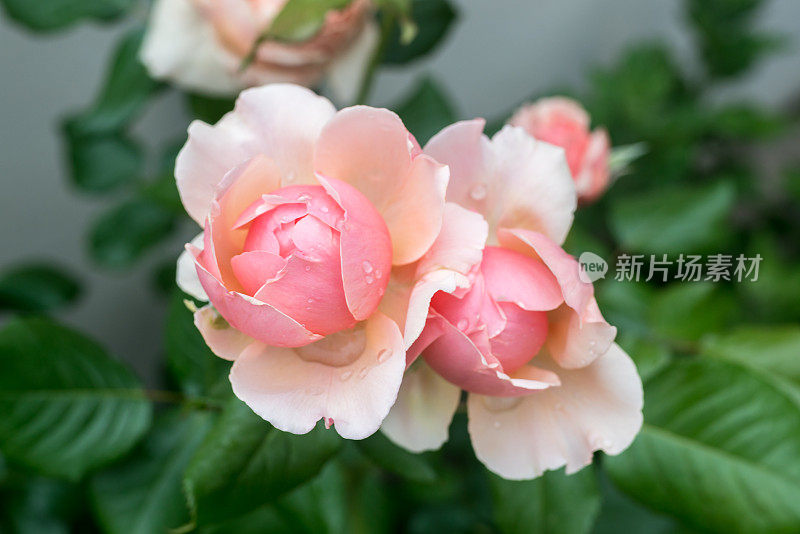 Rosa chinensis Jacq。盛开在春天